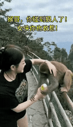 抢饮料喝的猴子，这次遇到了高手，它以为又像以前一样，被抢的人会吓得大惊失色，然后