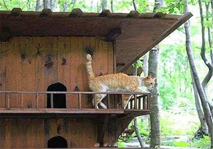 博主为60只流浪猫建过冬别墅在山东连流浪猫都是幸福的山东的冬天不再冷啦！博主超有