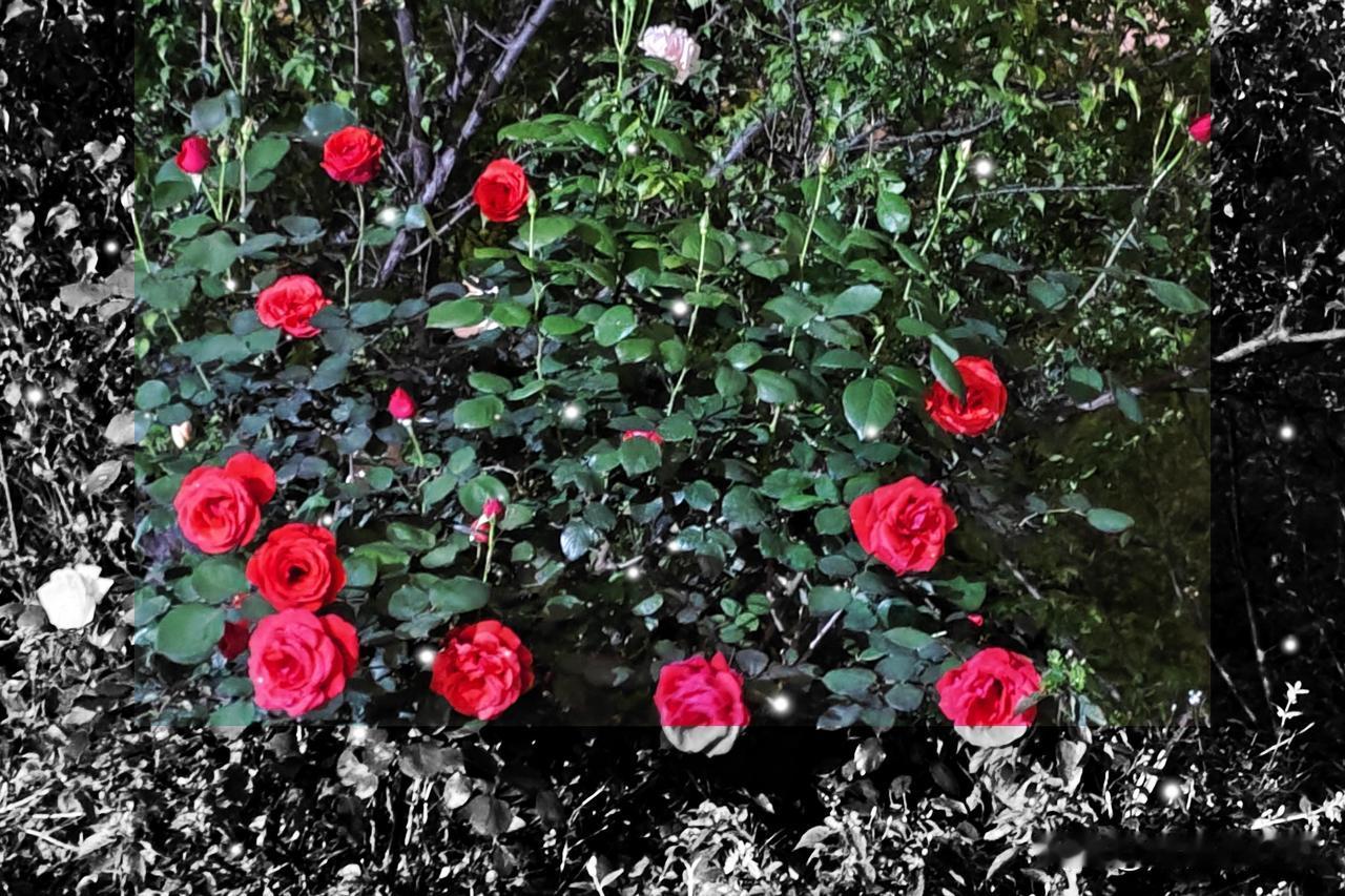 《夜静闲思去》
夜静闲思去，眠煨月郁呼。
莺声刻丑语，不似画中姝。
 注释：
月