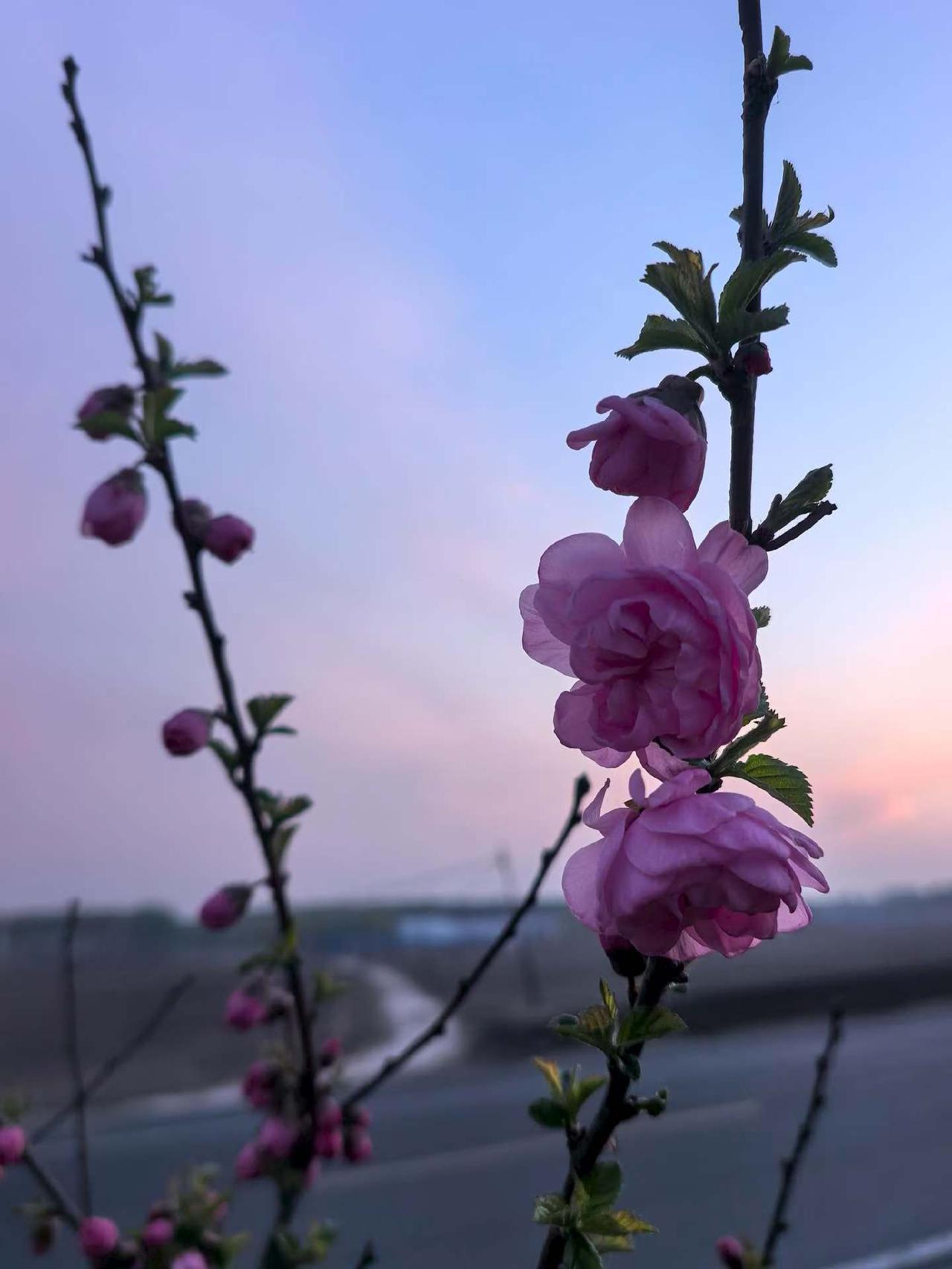 粉嫩的花朵在黄昏中绽放，宛如梦境中的浪漫。