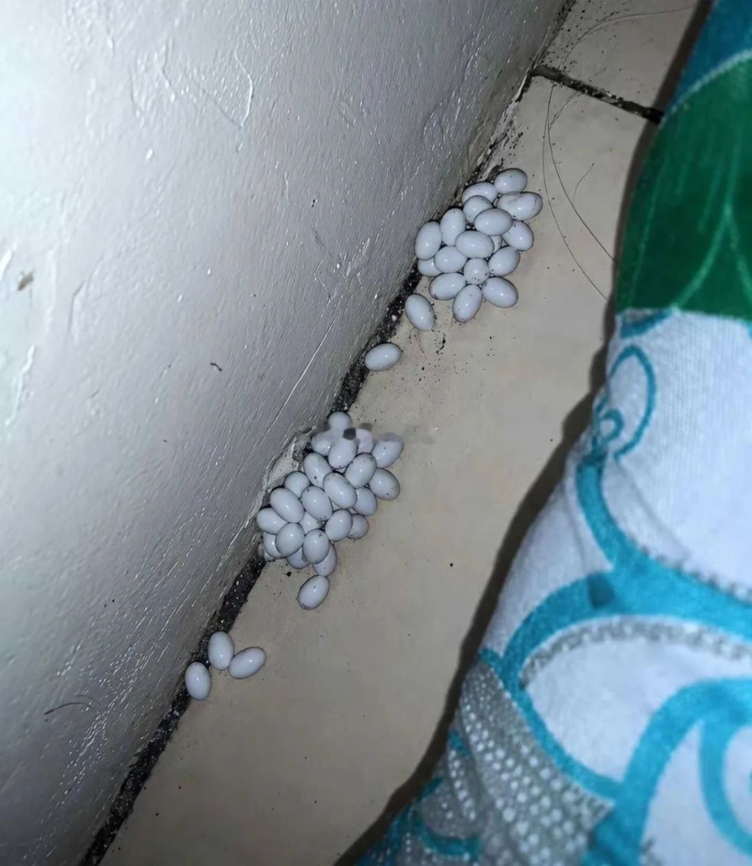床底下发现一堆蛋，家里也没有喂鸡，哪里来的 