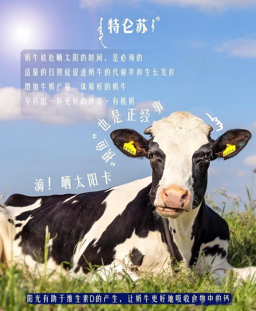 特仑苏会员日大馈赠可爱的🐄🐄，☀️乌兰布和的阳光从不吝啬，奶牛爱晒多晒 
