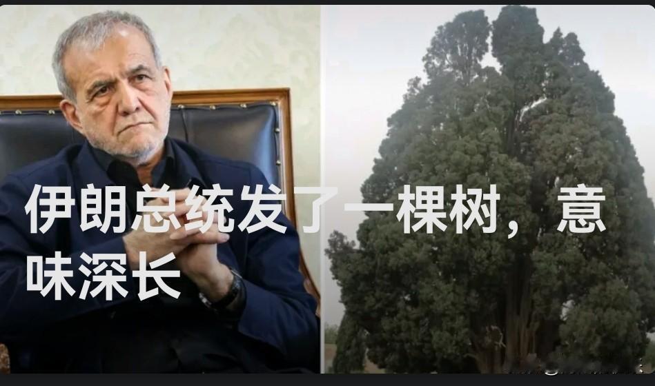 伊朗总统发布千年古柏照片，隐喻文明古国坚韧不拔

   据外媒报道2026年5月