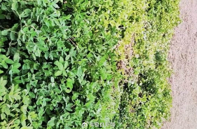 【#外嫁女持户口要地和弟弟撕破脸#，当地官方回应】#官方回应姐弟为一亩多地撕破脸