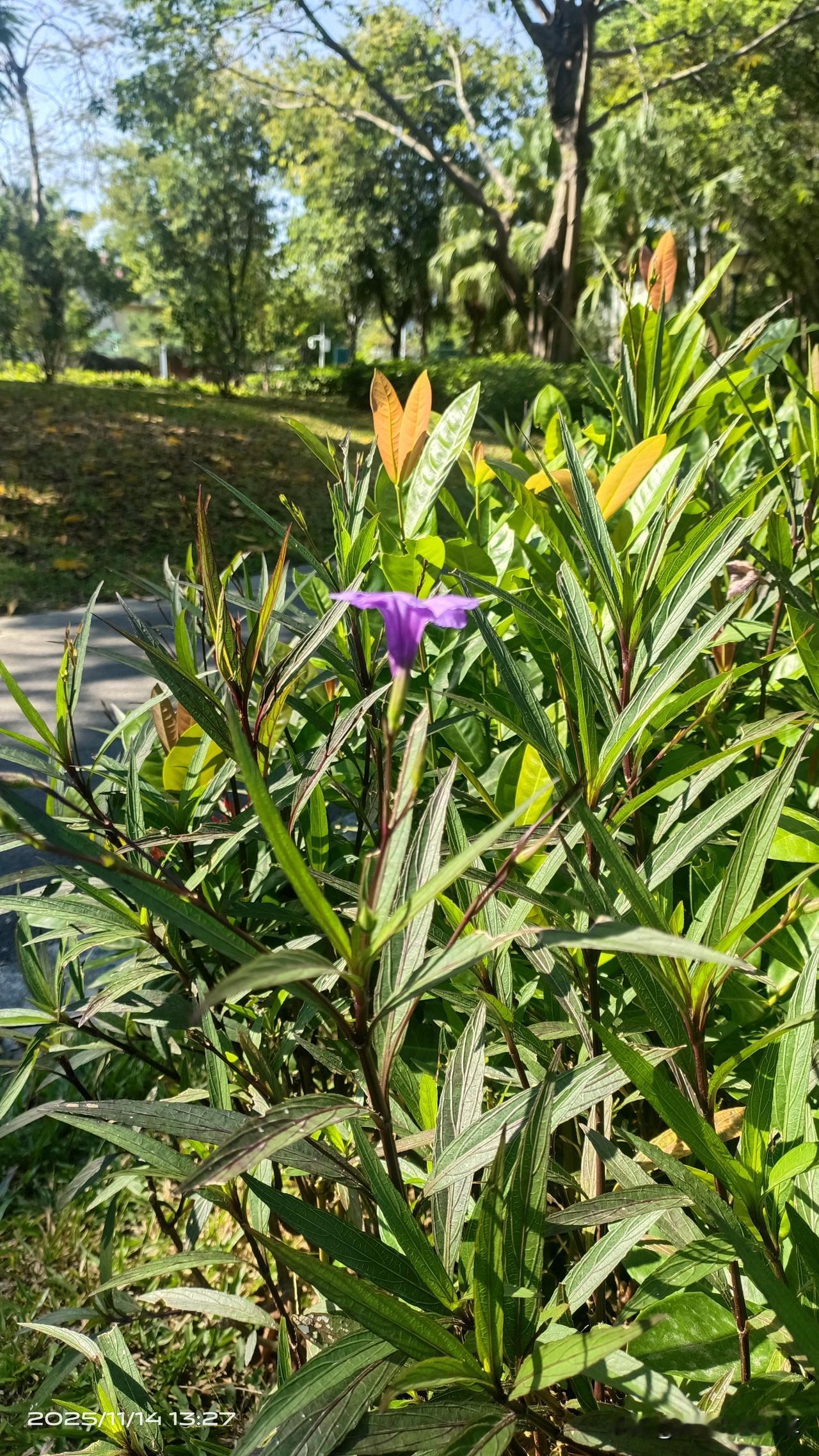 绿叶正常展开
花朵竞相争艳
河水缓缓流淌
鸟儿婉转歌唱
彩蝶飞来飞去