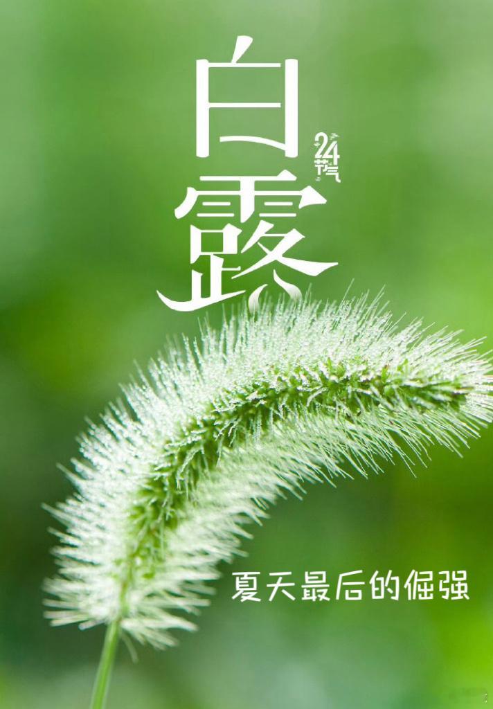 白露，是夏天最后的倔强白露 ​​​