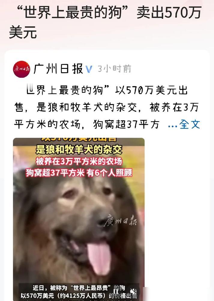 救命！570万美元买只狗是什么概念？这只叫Okami的混血狼犬身价抵得上北上广十