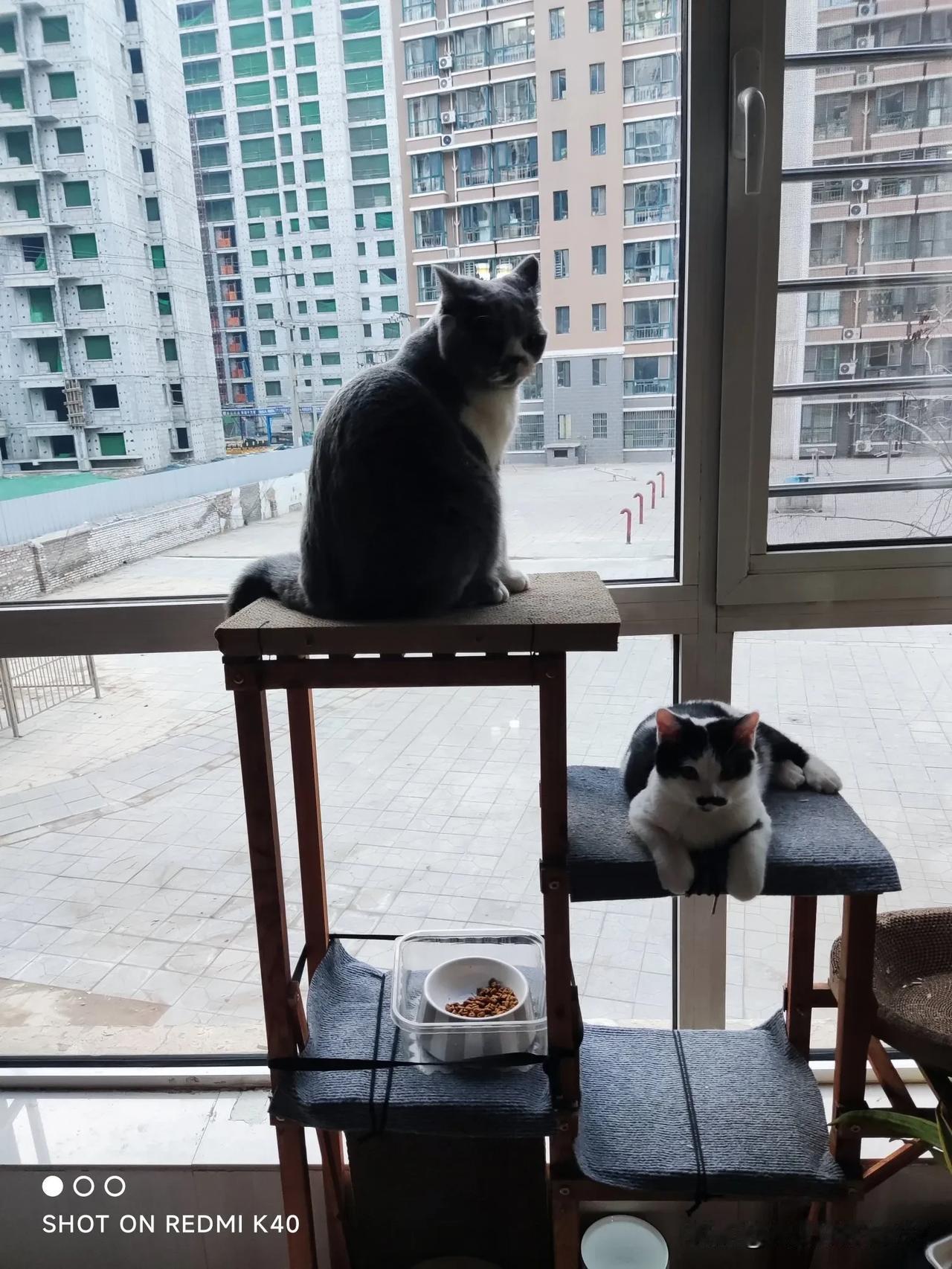 这两小只又和好了，它们没事就你追我赶，爬上爬下，打闹的沸沸扬扬。玩累了就一起休息
