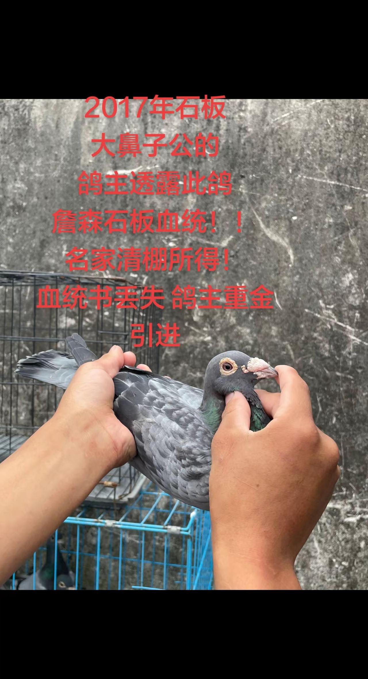 2017年石板大鼻子公的鸽主透露此鸽詹森石板血统！！名家清棚所得！血统书丢失 鸽