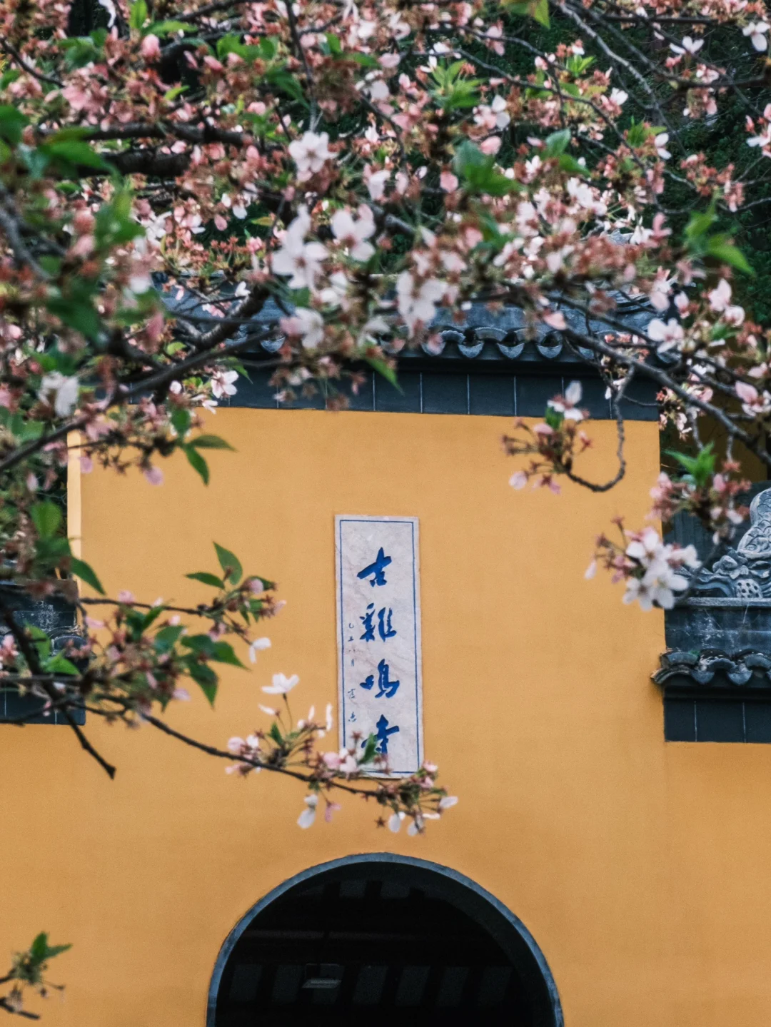 啊啊啊❗️❗️鸡鸣寺你也太懂浪漫了吧