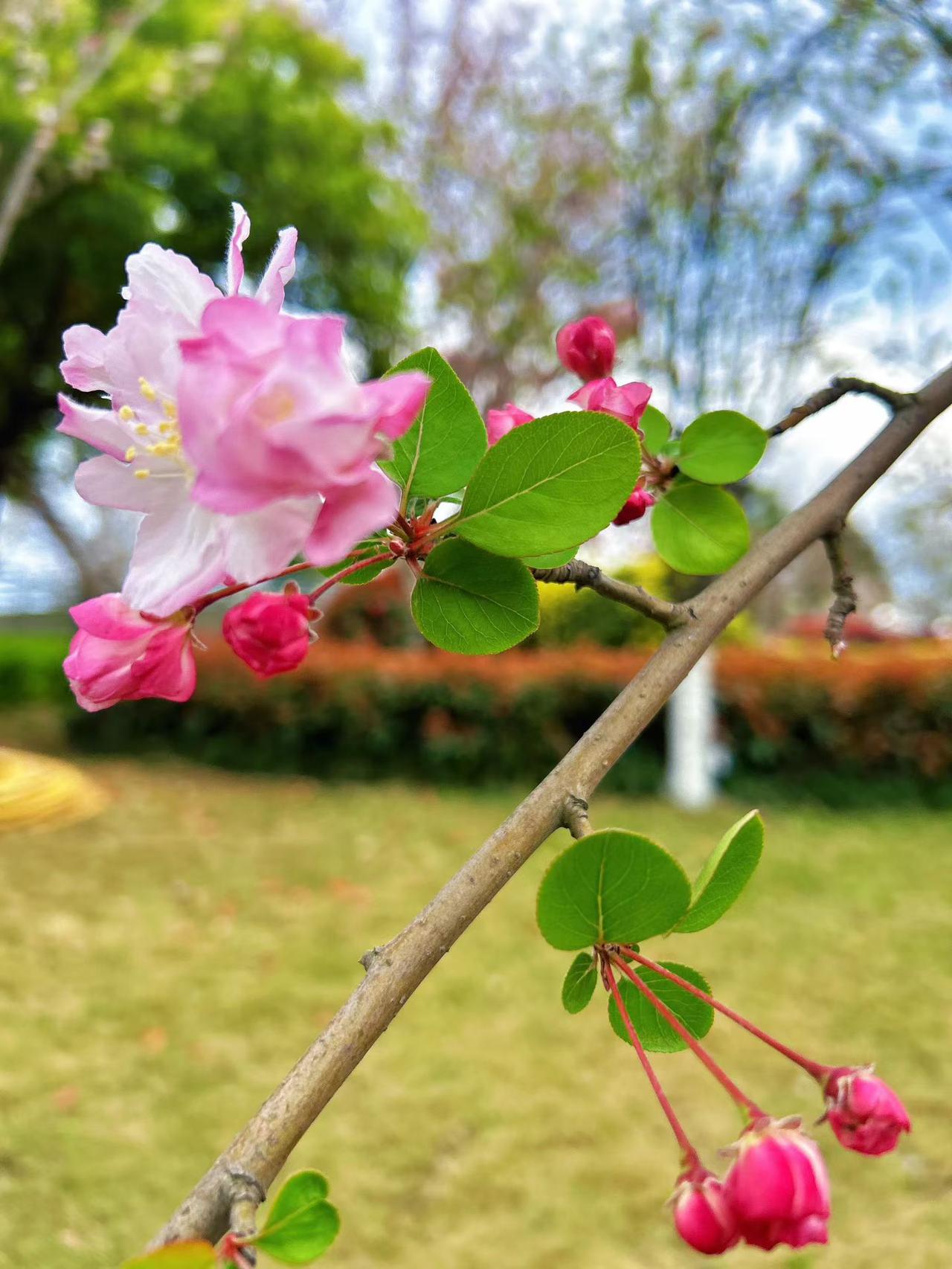 大美成都，踏青赏花心情爽

阳春三月，春光乍泄，万物复苏的季节，花开娇艳欲滴，是