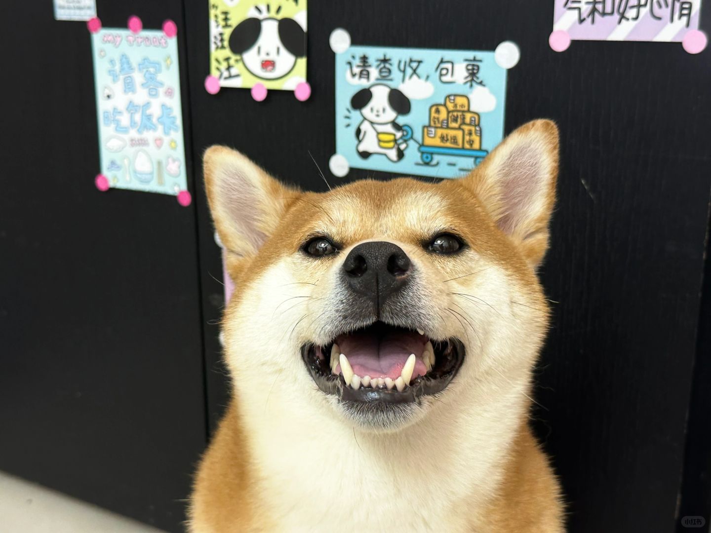 你已经被旺旺盯上，三月的你超级旺