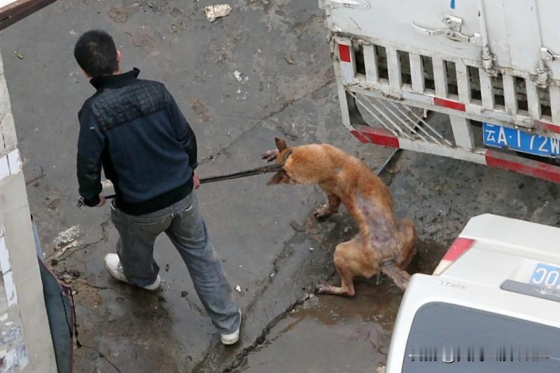 狗主人遭反杀案监控曝光有何意义 山西长治狗主人入室被杀案监控曝光意义重大。此前郭