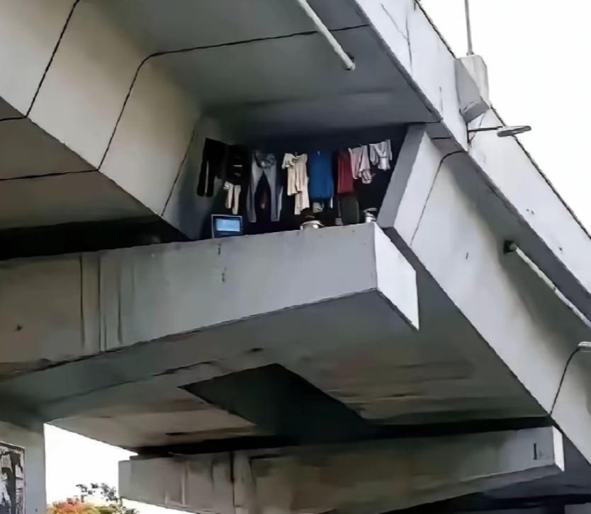 重庆，一男子坐01路公交过城市高架，不经意抬头瞄了眼桥梁混凝土夹缝，瞬间被眼前景