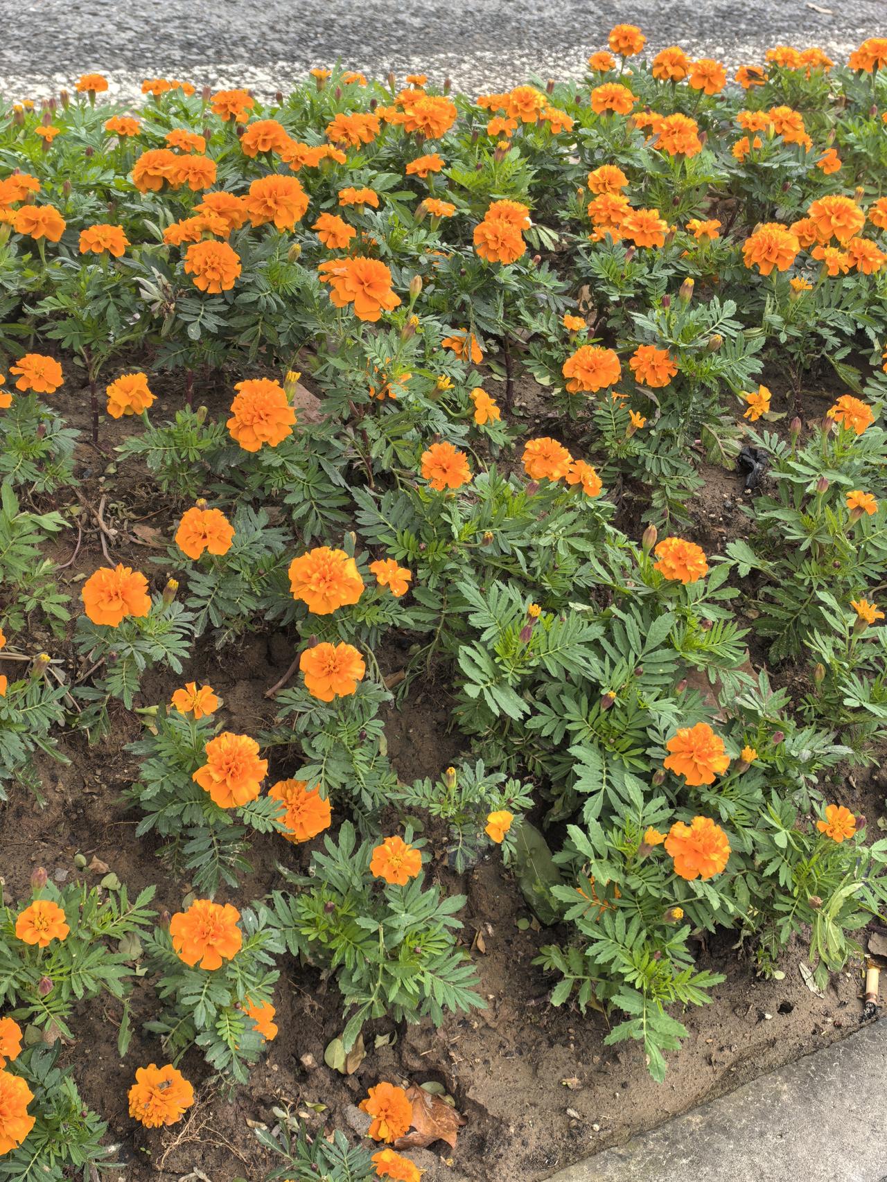 看那万寿菊，橙焰燎原！朵朵似熔金铸就，瓣瓣如赤霞裁成，恣意绽放在绿丛中，仿若天穹