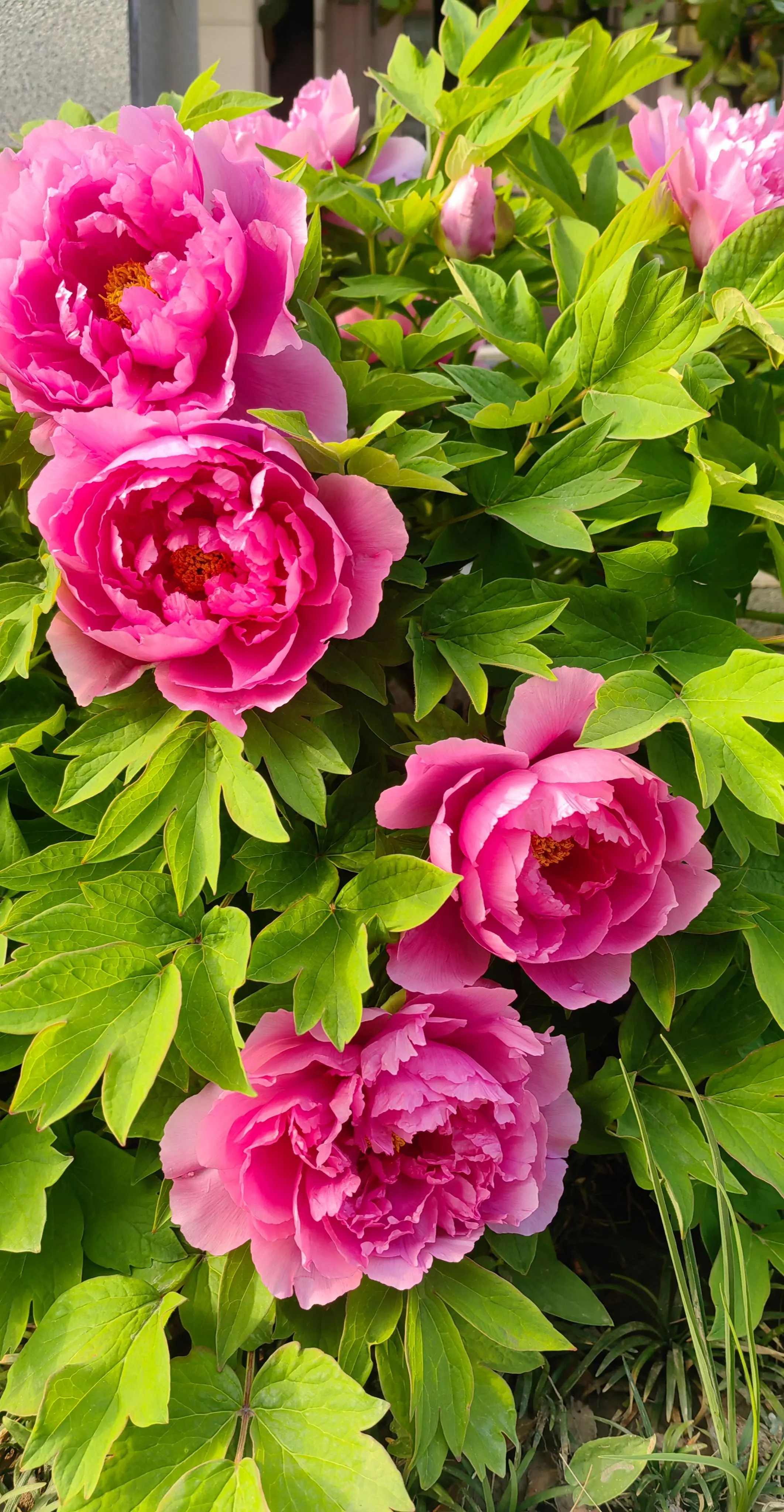 唯有牡丹真国色，花开时节动京城