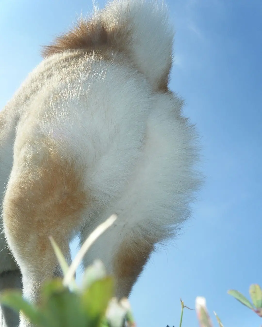 看屁屁猜狗，它怎么屁屁都这么可爱啊