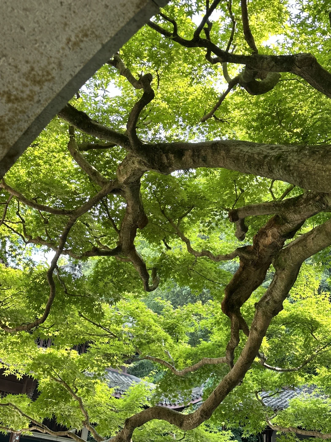🫧;✩°🍃⋆.♡🌿 无尽夏