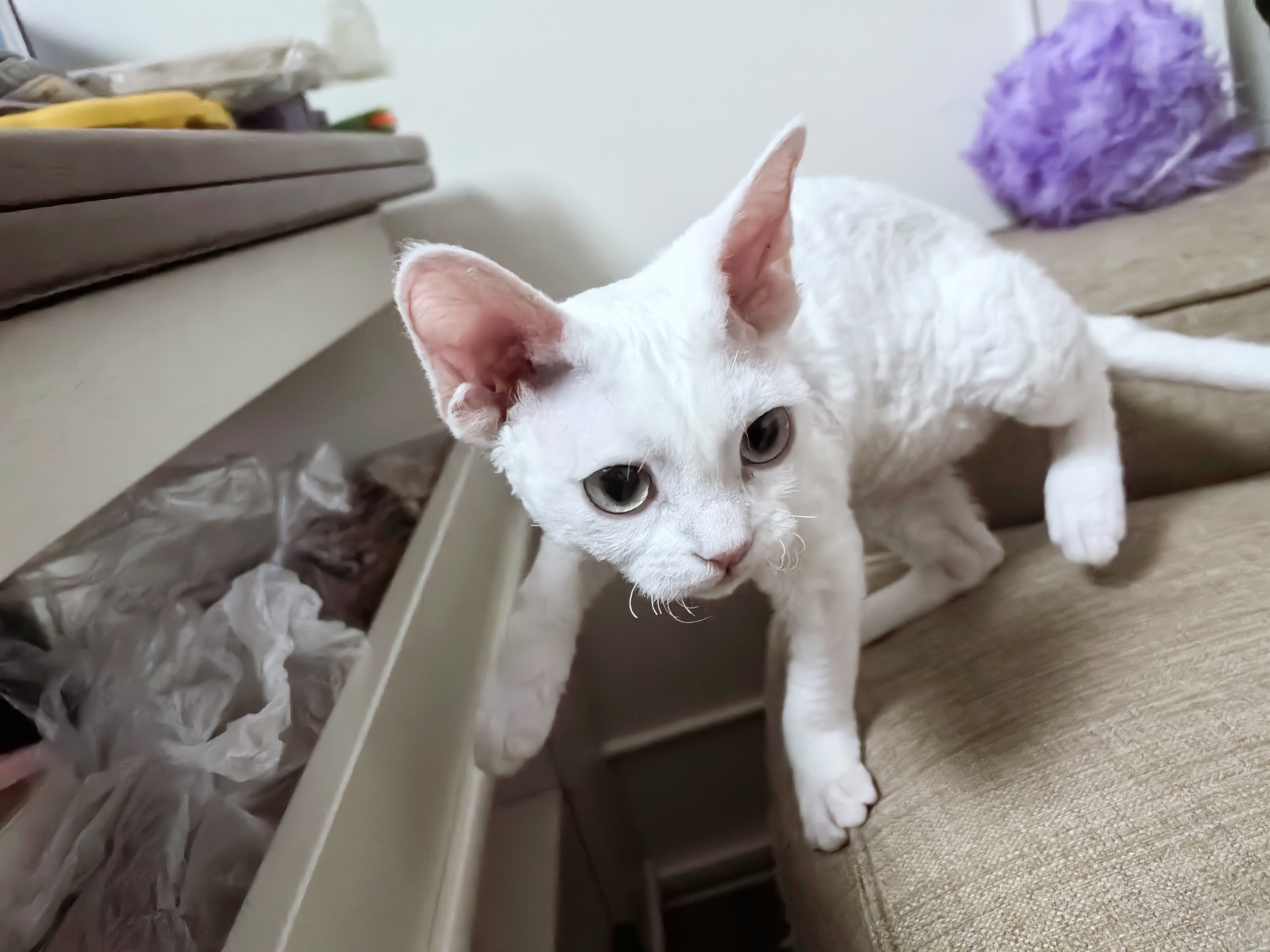 趁我不在家，某人以迅雷不及掩耳盗铃之势把三闺女带回了家里，是的，为了响应号召，我