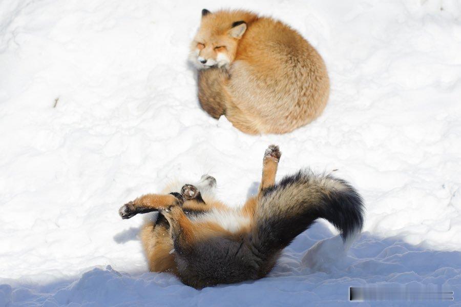 狐狸 错位效果搞得狐狐在抛球一样₍₍ 🦊 ⁾⁾©️fox_info_net 
