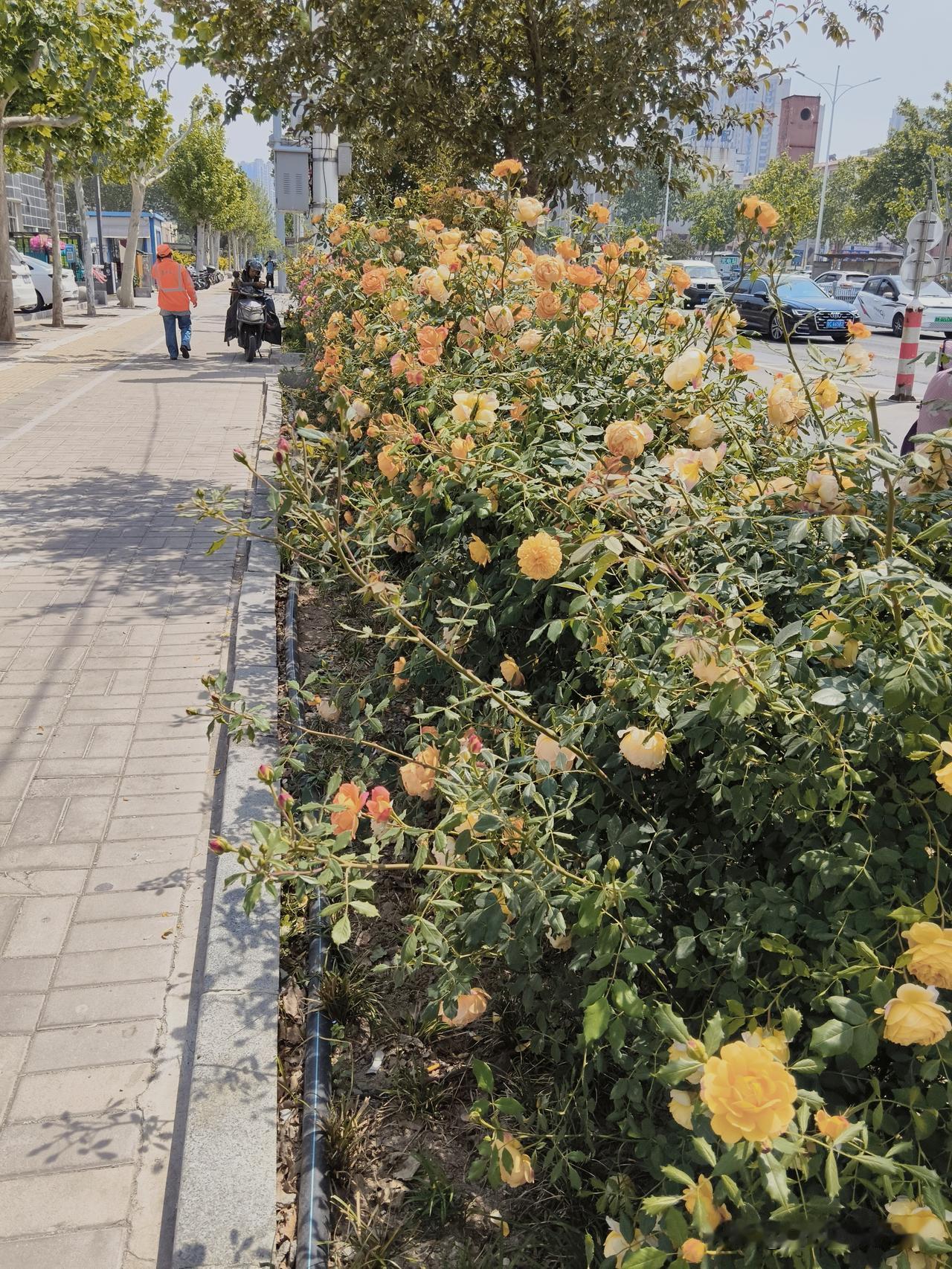 中午吃饭，听几个女同学夸一通，还是挺得意。
今天五二，一小学同学从青岛回来，聚聚