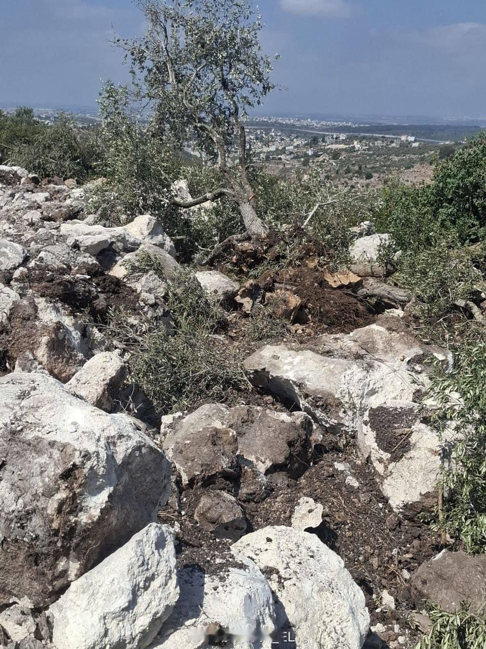 巴勒斯坦约旦河西岸地区杰宁市附近，以色列非法定居者砍伐当地的数百年老橄榄树。 ​