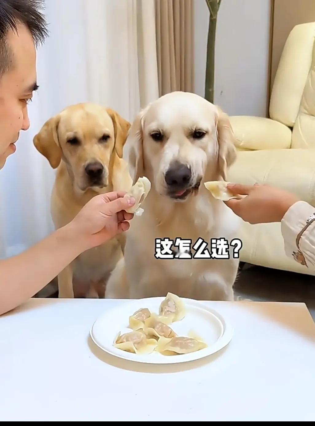 狗子的两难选择[捂脸]