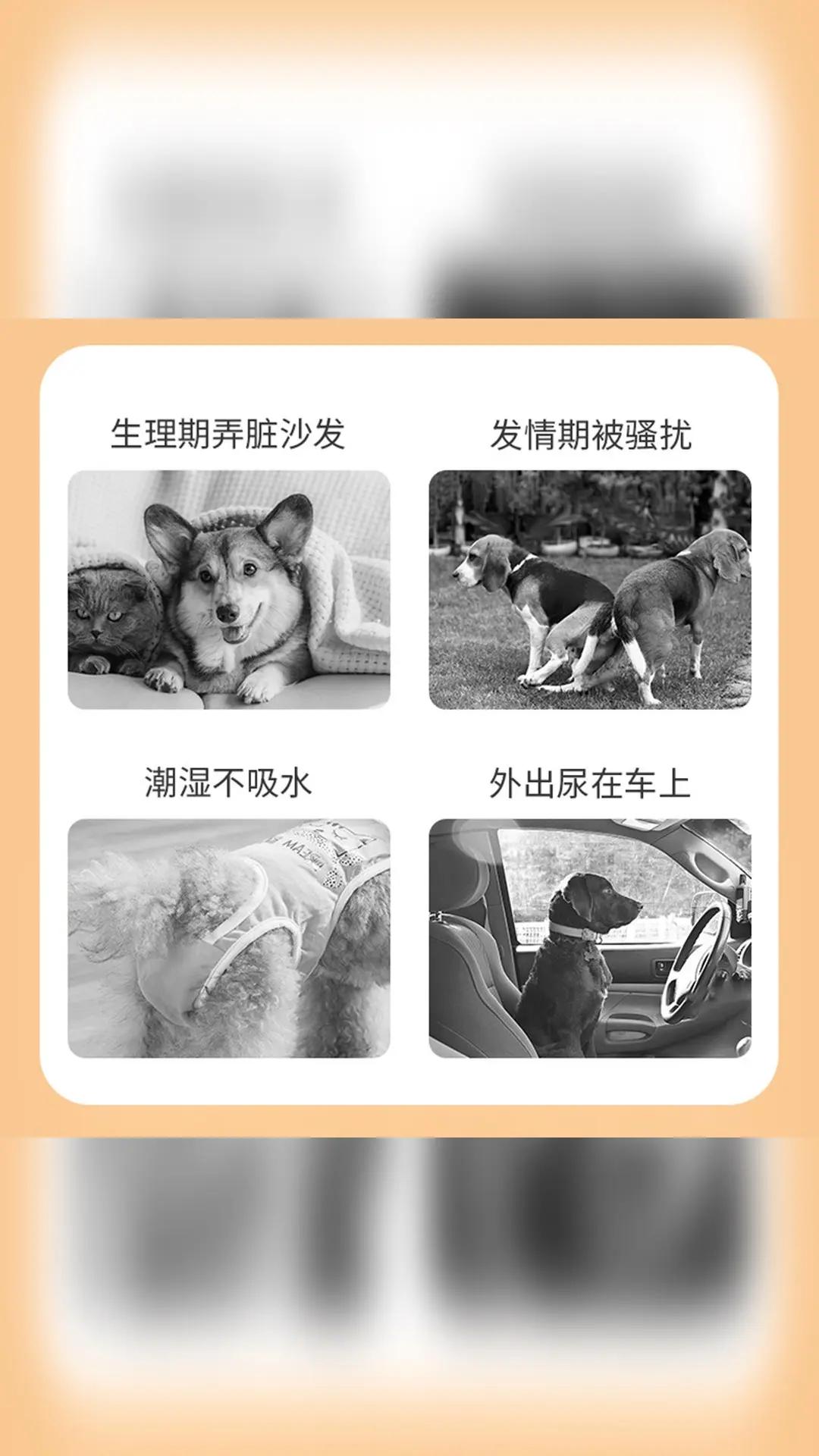 我终于找到适合母狗经期用的生理裤啦 我家泰迪到了生理期，整天搞得家里到处都是血，