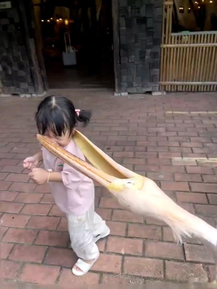 鹈鹕可真是万物皆可吞呢，不管是谁都要张着大嘴试一下，怪不得会把小朋友吓哭呢[do