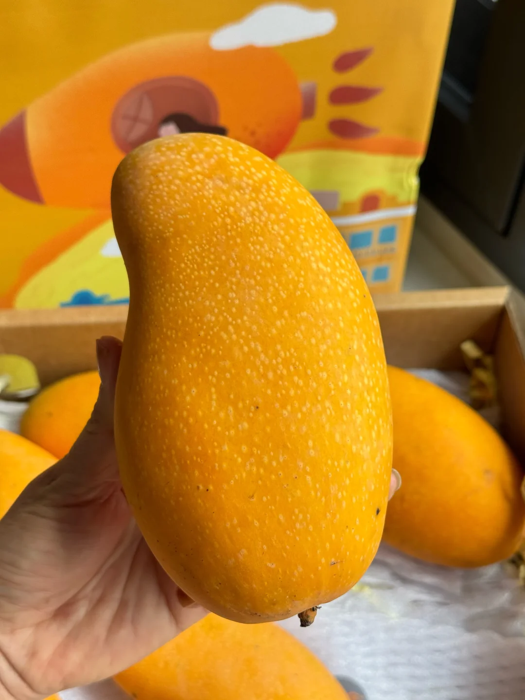 那些买金煌芒踩雷的请看看我家的！