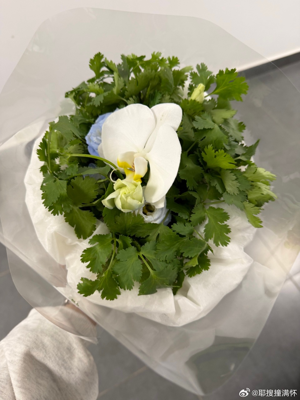 给杨超越送香菜花送到心坎上了 一档厨综送嘉宾香菜花，听起来离谱，但发生在杨超越身