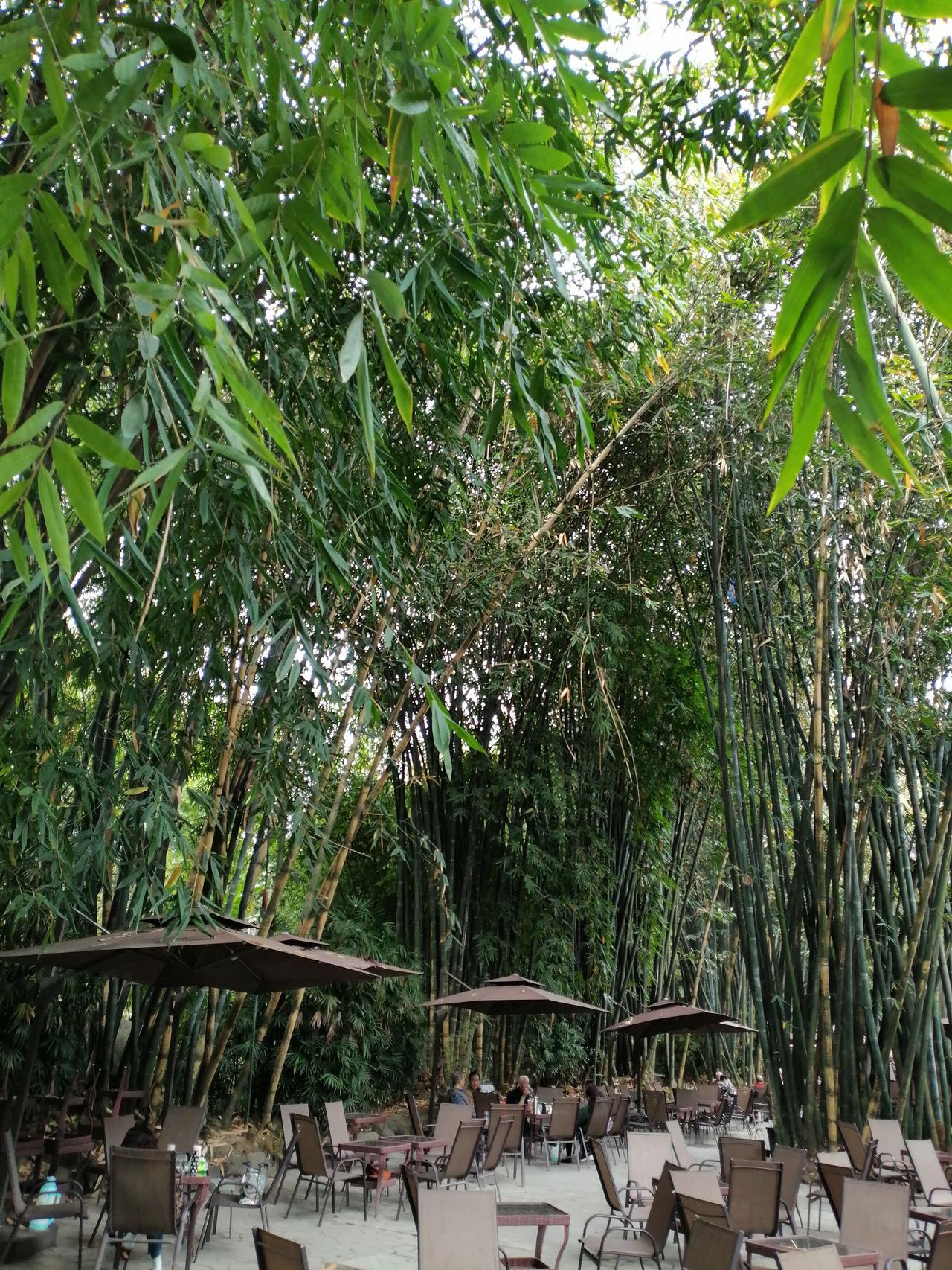 成都人钟爱喝茶，特别爱坐茶馆茶园，既喝茶味，更是喝一种环境。
    大凡树木浓