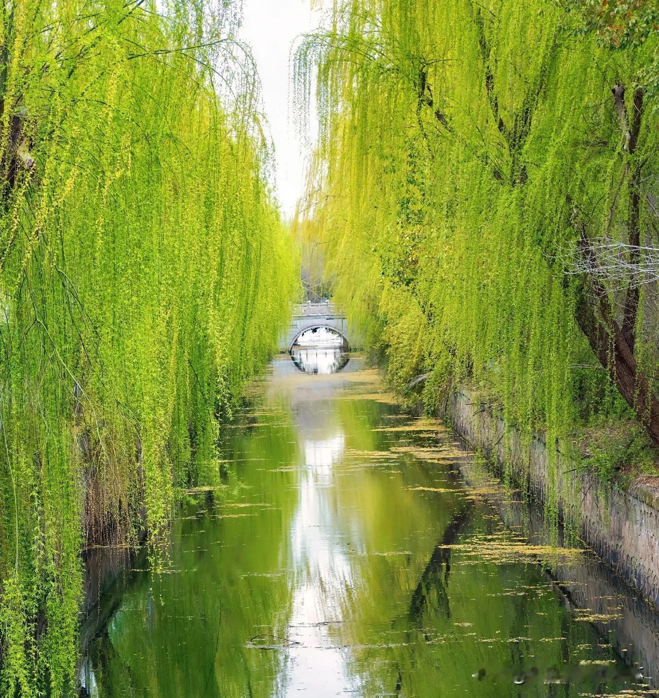 上联：浅黄嫩绿湖边柳
下联：有请雅士[玫瑰][玫瑰][玫瑰]