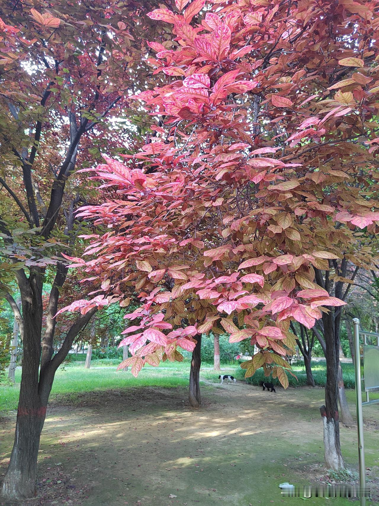 记忆中的小山村，再也回不去了！
我是个地地道道的农村娃。
我的出生地在豫北一个偏