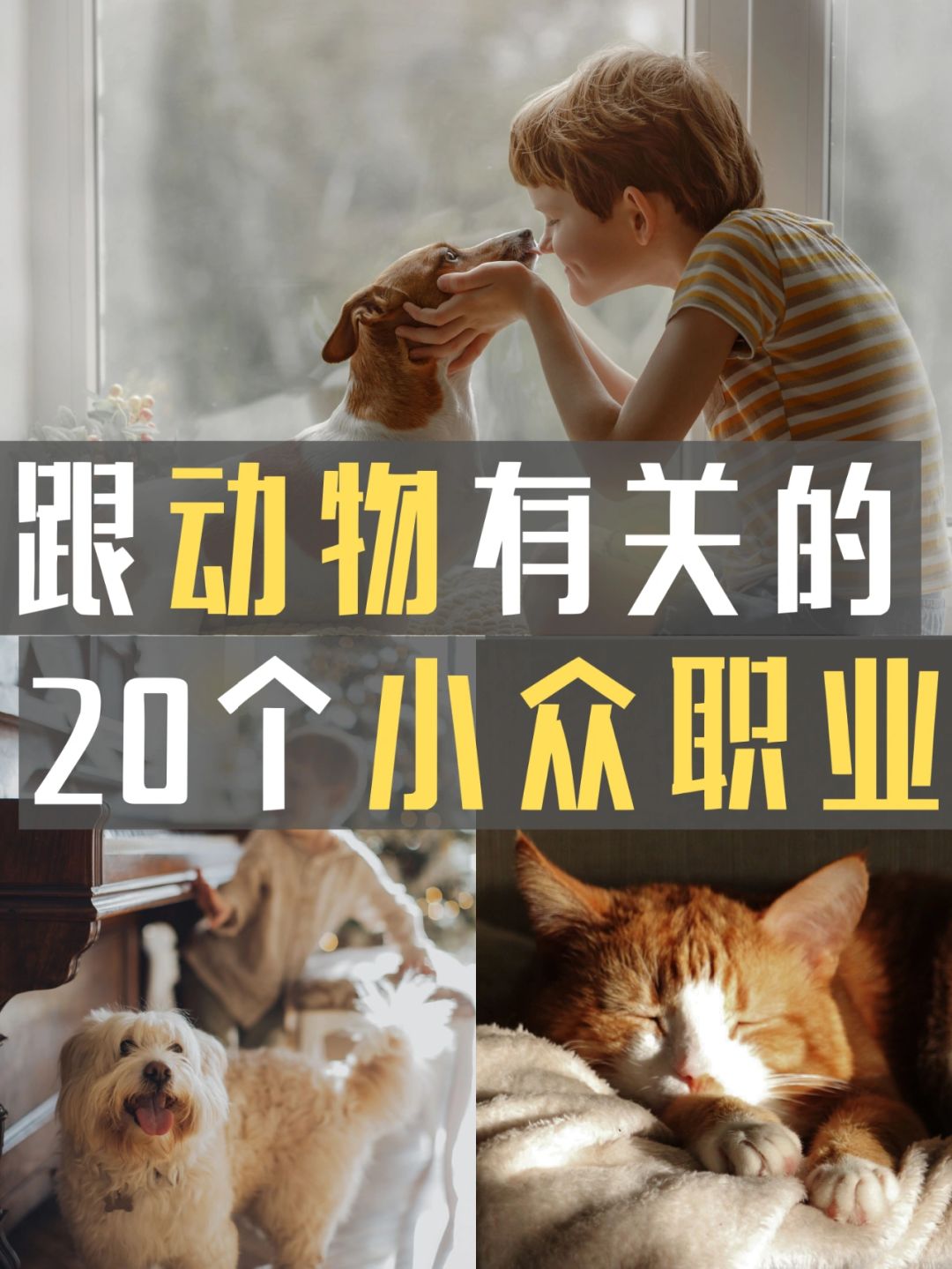 跟动物有关的，20个小众职业