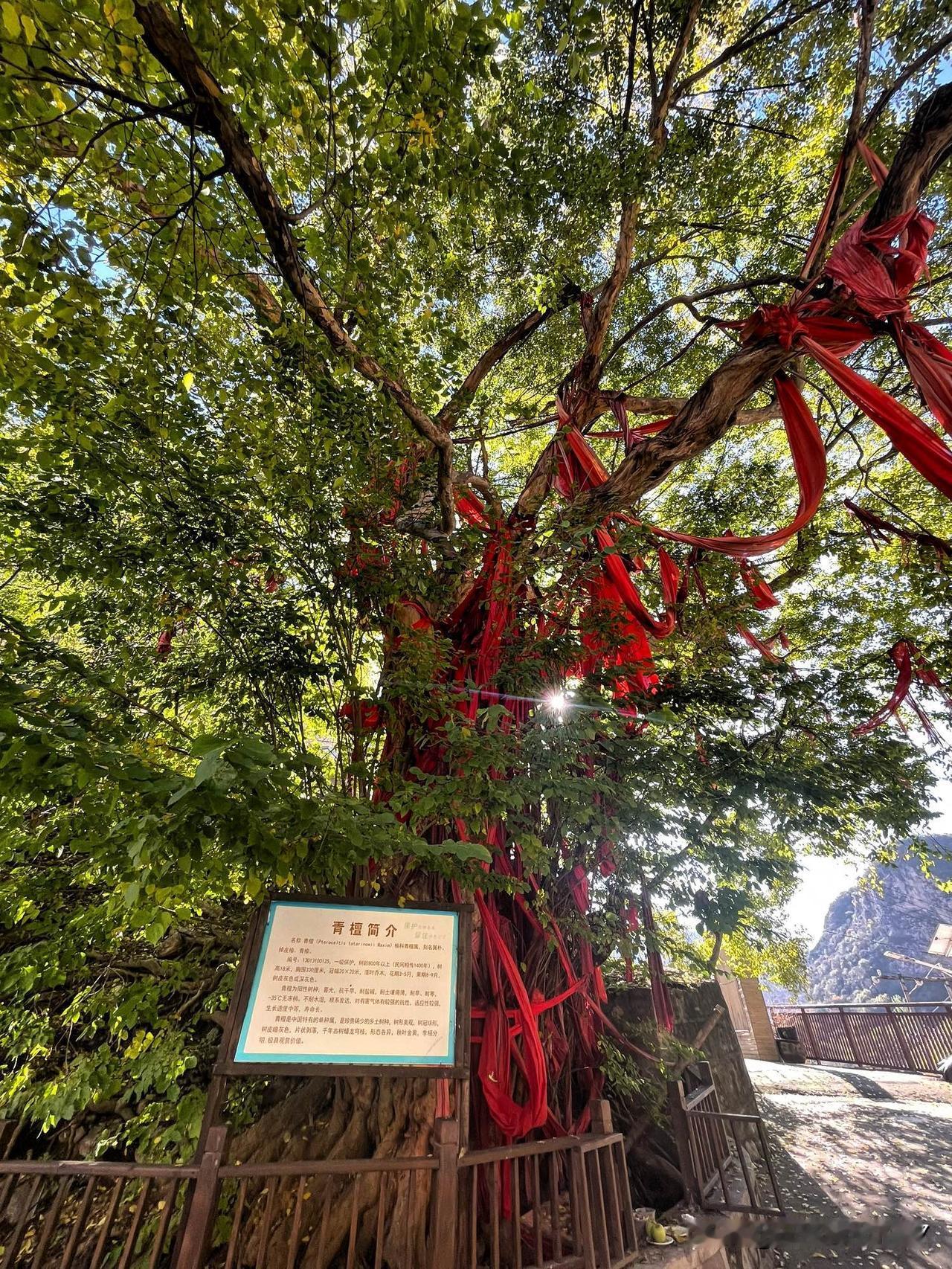 秋日到杀九坨，赏红叶，健身登山，没想道一圈下来居然有近九公里，爬升近700米。