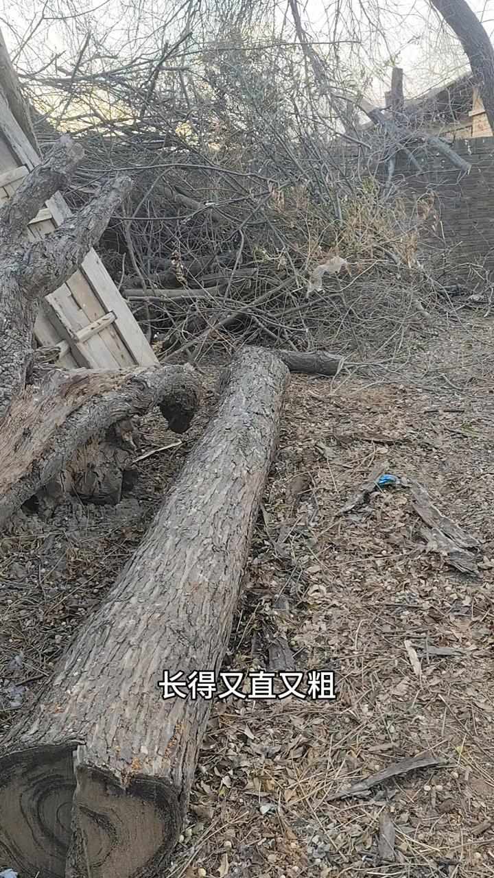 这根香椿木是我做木艺以来收到最好一根。
这根香椿木是我自从做木艺以来收到最好的一