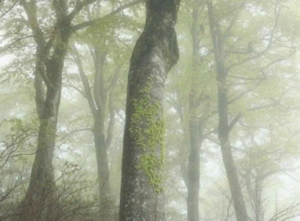 𝙒𝙚𝘾𝙝𝙖𝙩背景丨审美积累｜绿色系氛围感朋友圈背景图  专栏 · 精