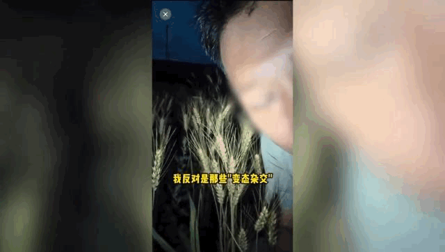 雄性不育只是水稻花粉自然变异，仅影响作物留种，和人体生育半毛钱关系没有！靠歪曲种