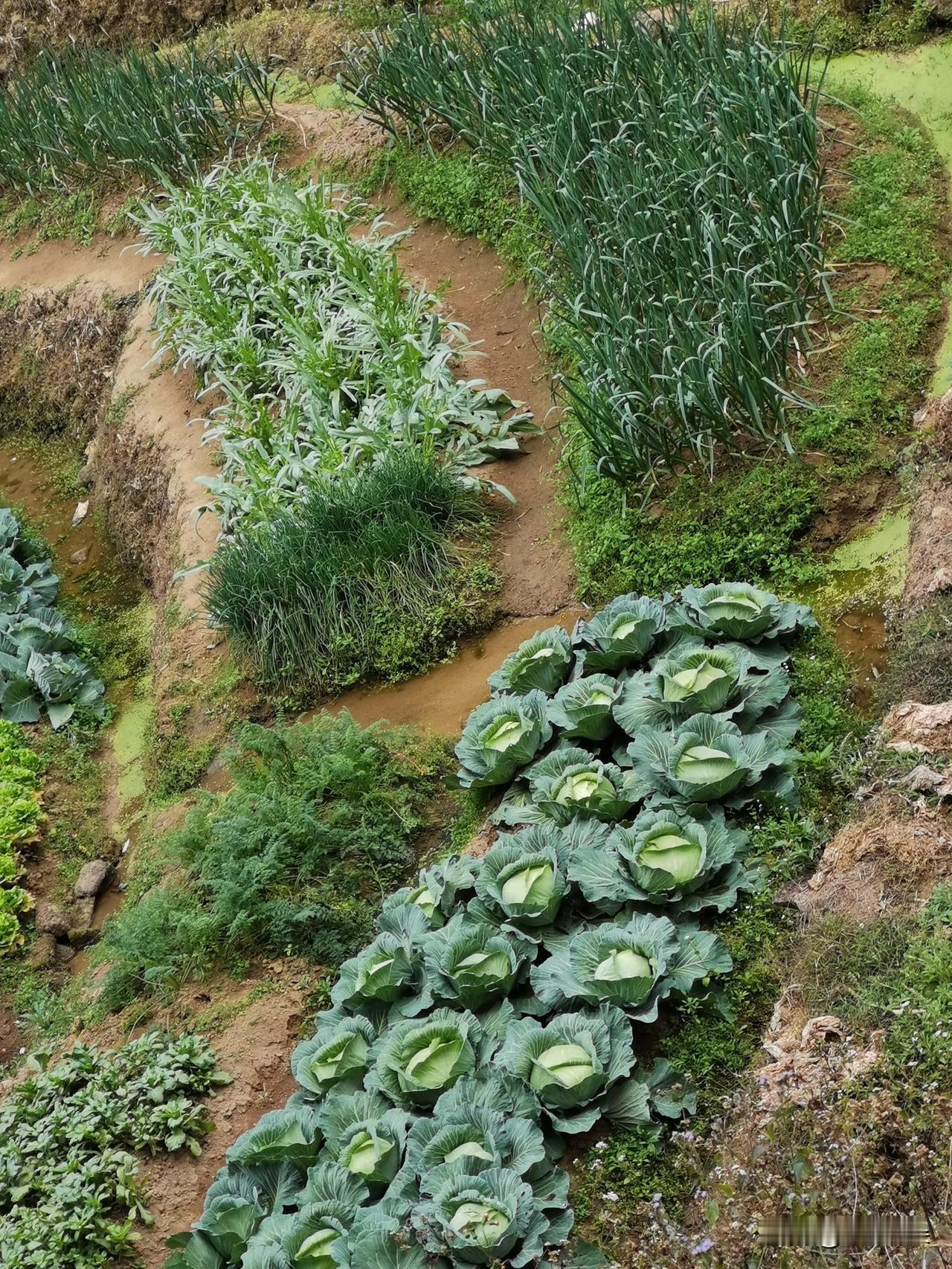 青菜种得正好