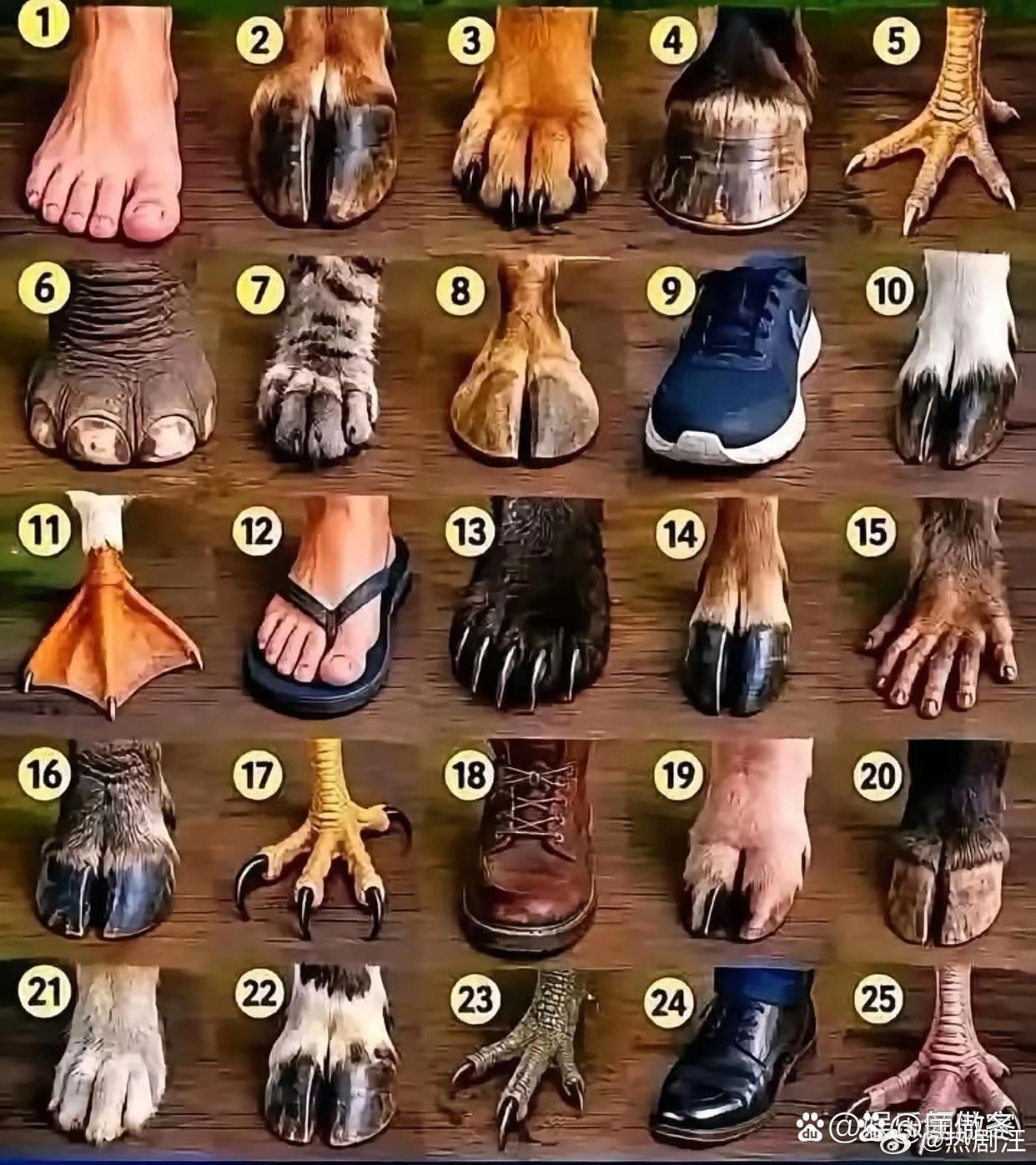 各种动物的脚，你能认得出来吗 ​​​