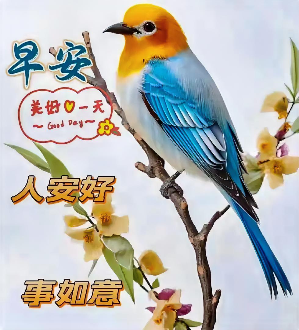 早安！蓝黄小鸟在枝头啾啾欢唱，似携着鲜花与福气前来报到。人皆安好，事皆如意，美好