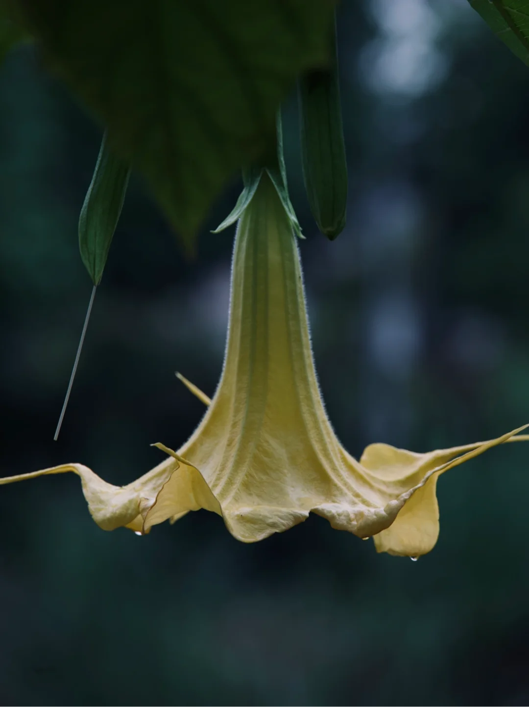 这个春天拍了1000多张花🌸最后选了这9张