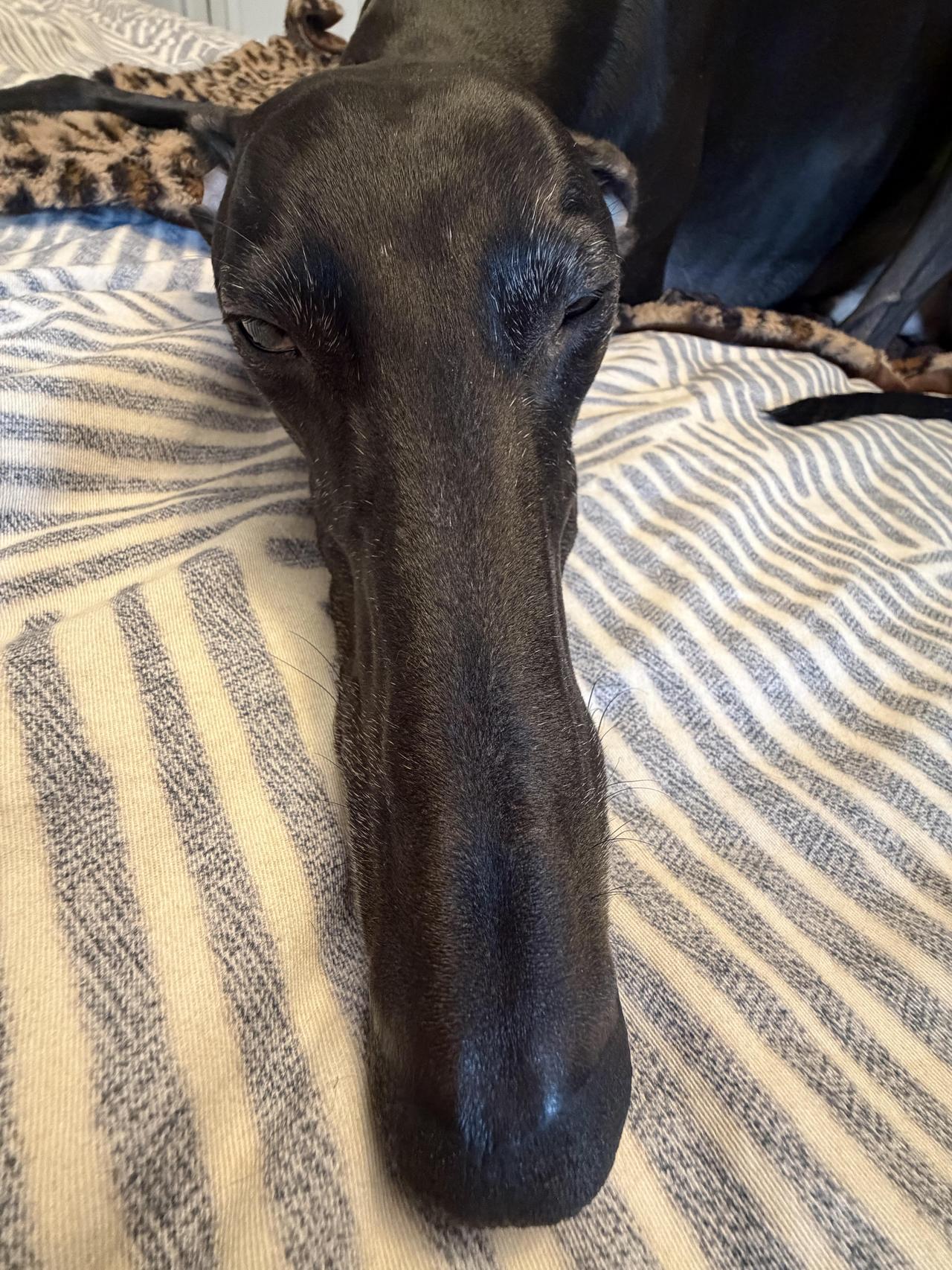 一根……

灵缇犬灵缇犬[话题] 奇形怪状的

纯黑色灵缇 猎犬格力犬