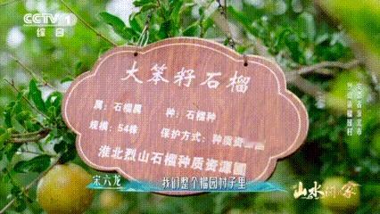 这个村石头缝里种出几十种石榴 对爱吃石榴的人来说，这里简直是天堂，每天换着品种吃