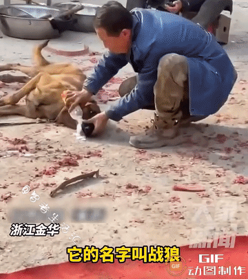 横店拍戏片场火了一只马犬，拍戏演倒地离世的戏份，神态动作拿捏得死死的，表情到位姿