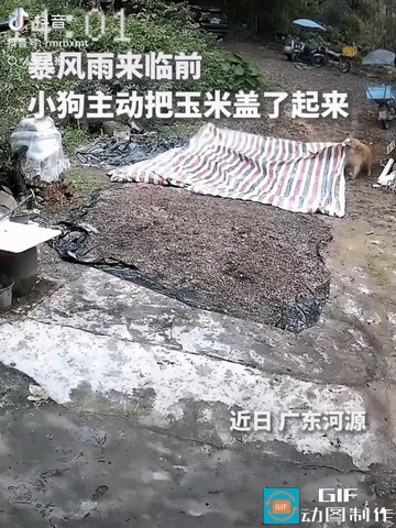 “上人民日报了！”广东一对夫妻在地里干活时天空下起暴雨，两人急得不行，家中晒着玉