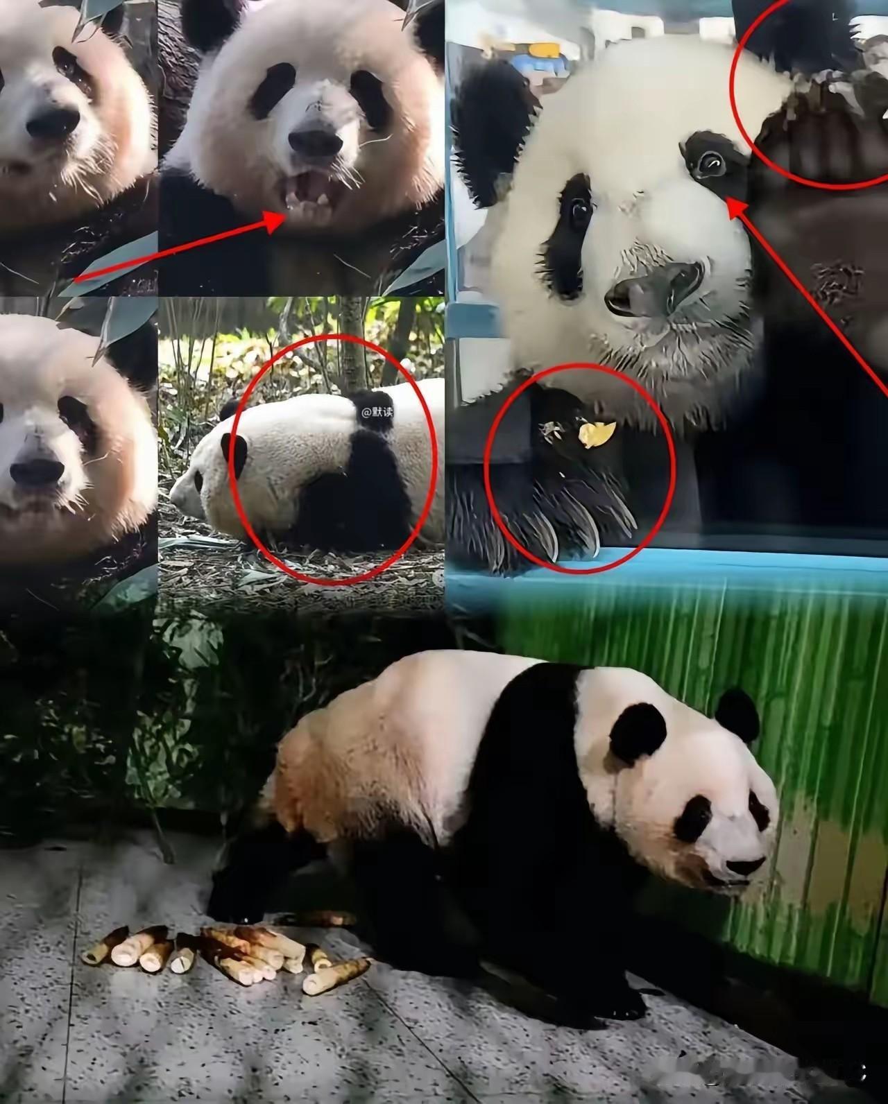 日本人这次怕是要怀疑人生了，养了好几年以为是个“高冷男神”，结果一送回四川老家，