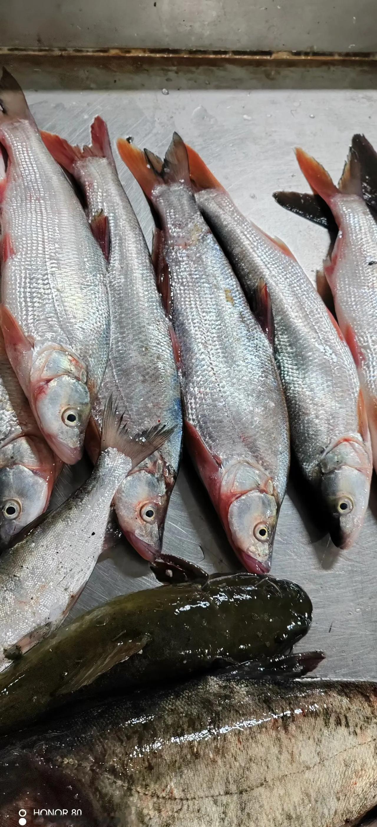 鱼尾巴红得滴血，鱼鳃还在张合，但这条鱼的真名，连老渔夫都可能叫错。
蒙古红鲌——