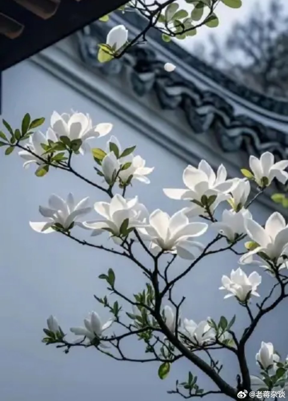 老蒋杂谈｜母亲的格局，做人不能记仇！有一个女人，离婚已经10年了。离婚的时候，她